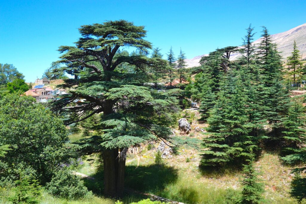 カディーシャ渓谷（聖なる谷）と神の杉の森（ホルシュ・アルツ・エルラブ）（レバノン共和国）